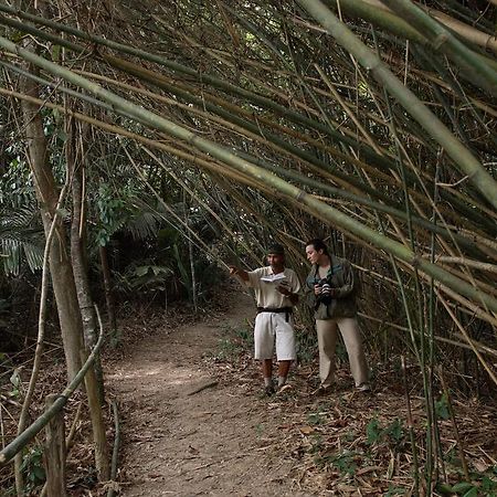 月之影度假村 龙运 外观 照片 Bamboo forest in the park