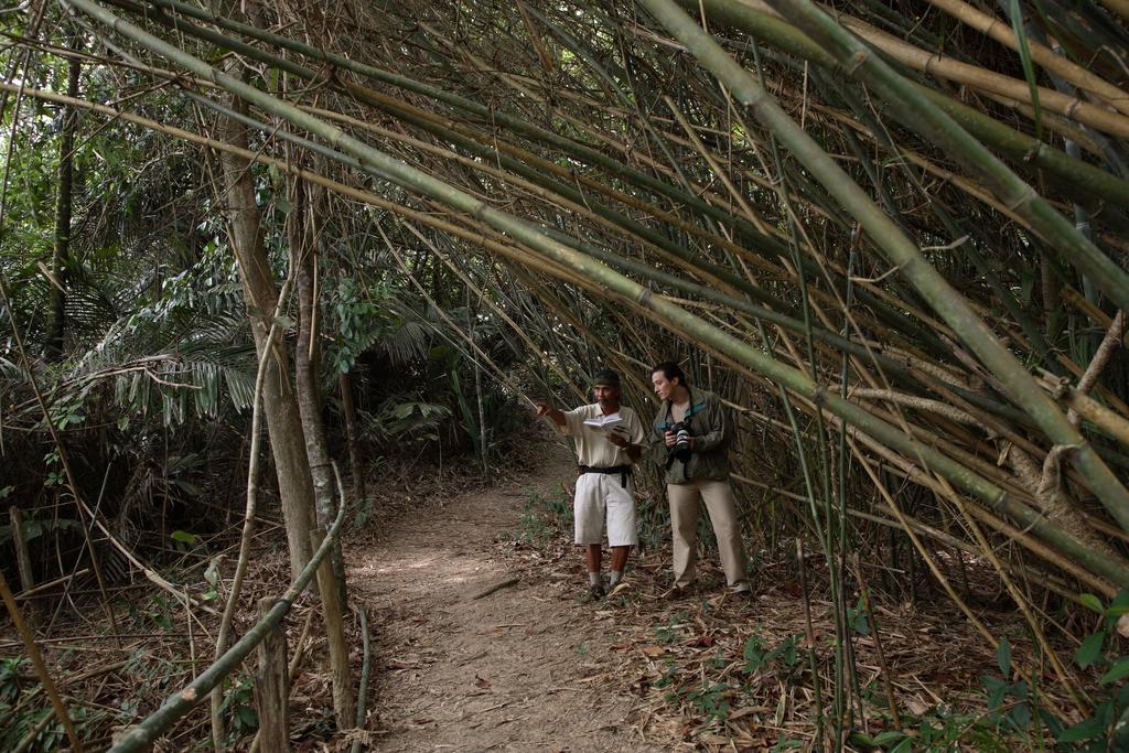 月之影度假村 龙运 外观 照片 Bamboo forest in the park